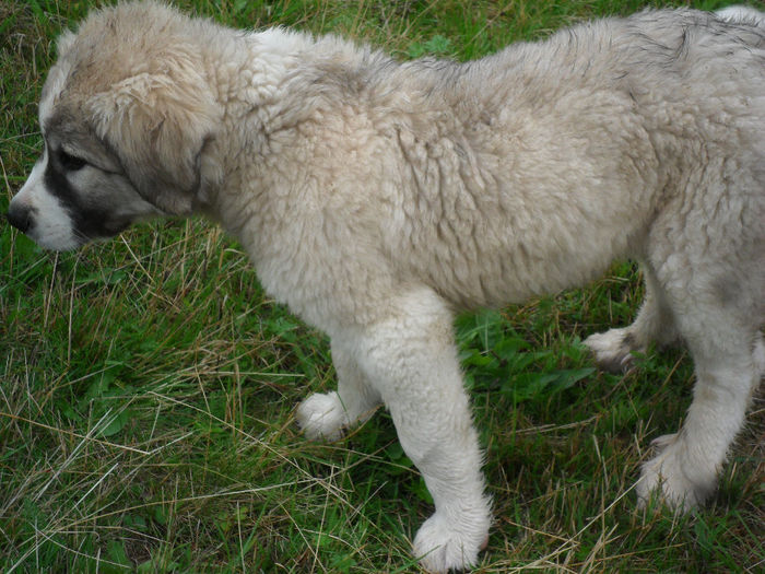 SAM_3856 - toamna anului2013