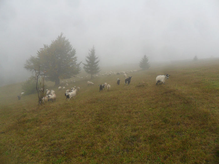 SAM_3857 - toamna anului2013