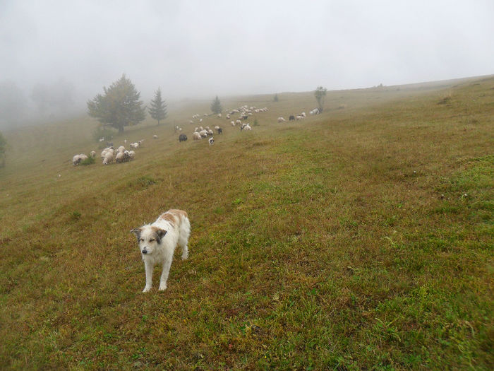 SAM_3858 - toamna anului2013