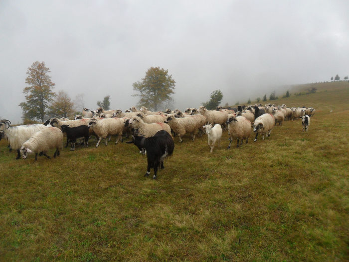 SAM_3859 - toamna anului2013