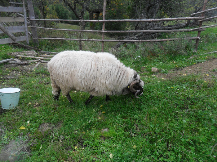 SAM_3867 - toamna anului2013