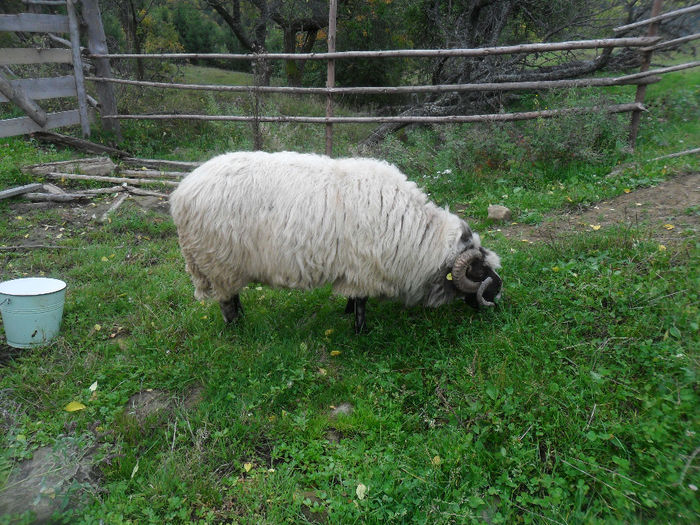 SAM_3868 - toamna anului2013