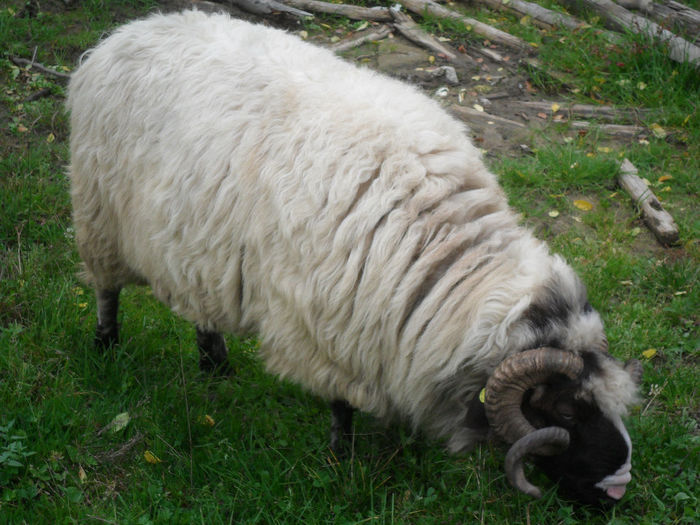 SAM_3869 - toamna anului2013