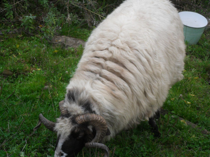 SAM_3870 - toamna anului2013