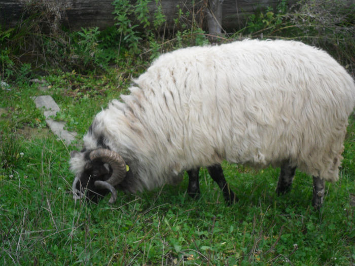 SAM_3873 - toamna anului2013