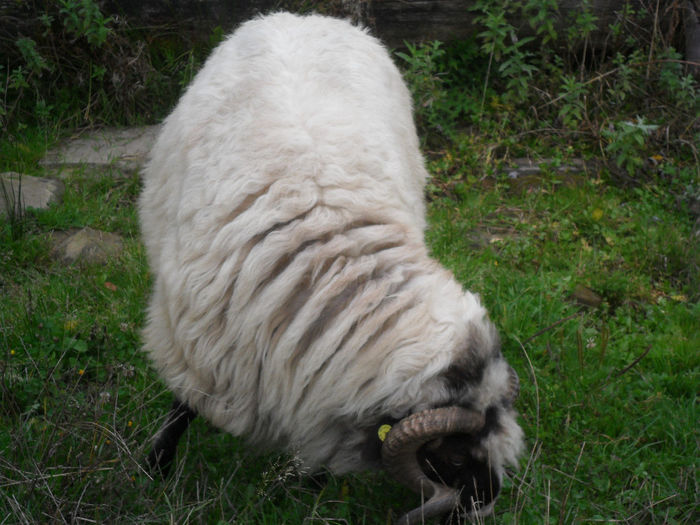 SAM_3874 - toamna anului2013