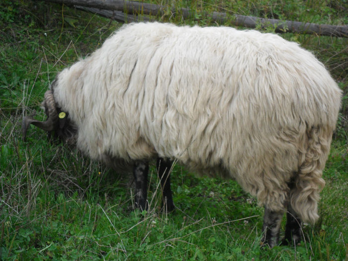 SAM_3875 - toamna anului2013