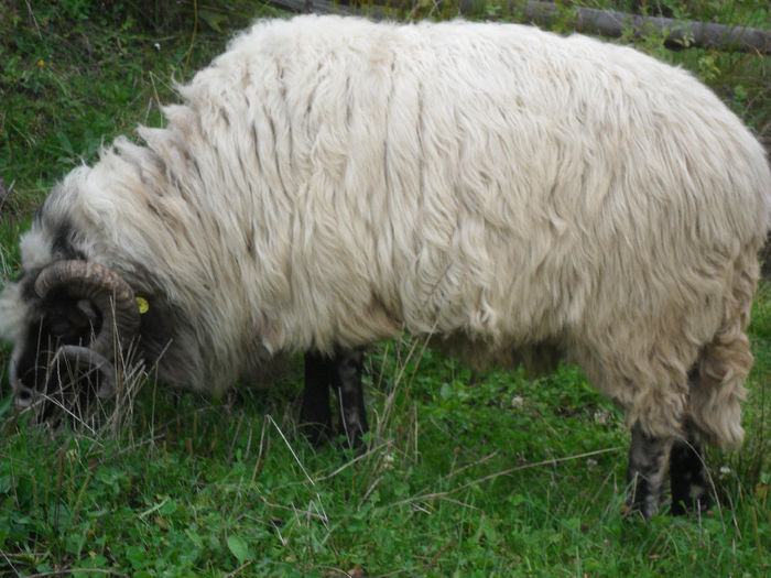 SAM_3876 - toamna anului2013