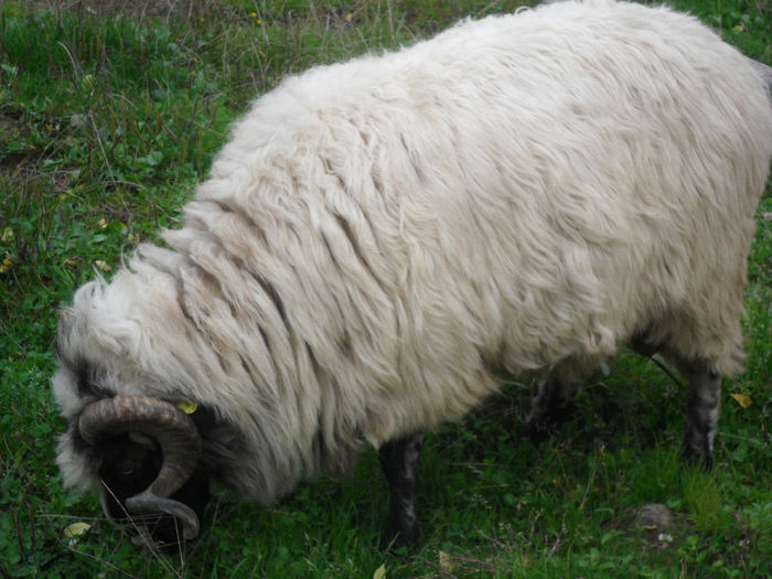 SAM_3878 - toamna anului2013