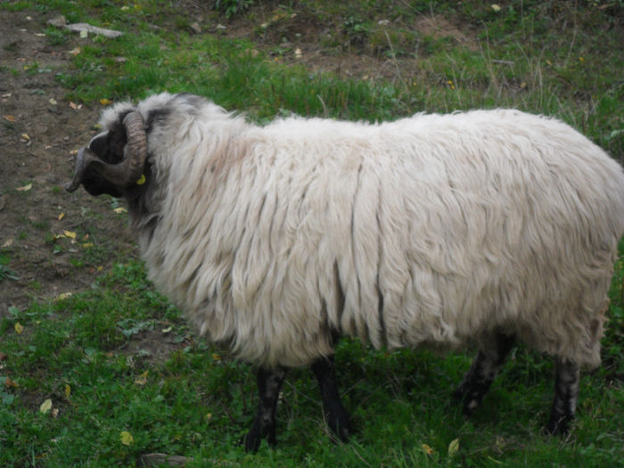 SAM_3879 - toamna anului2013