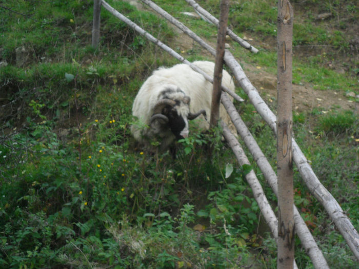 SAM_3880 - toamna anului2013