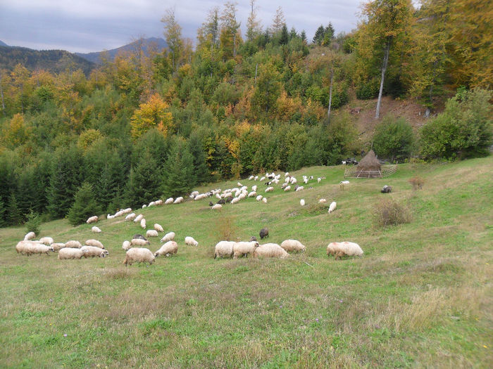 SAM_3882 - toamna anului2013