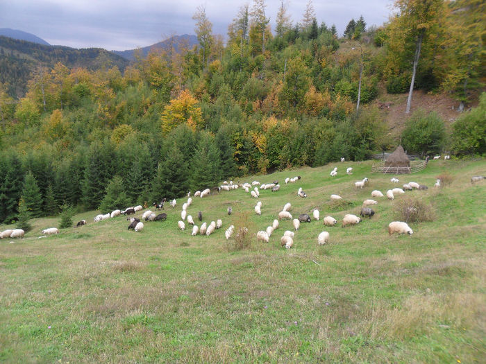 SAM_3883 - toamna anului2013