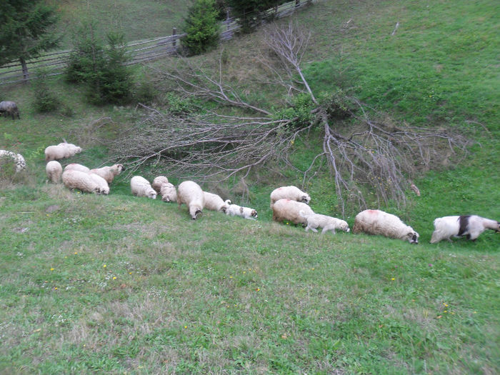 SAM_3885 - toamna anului2013