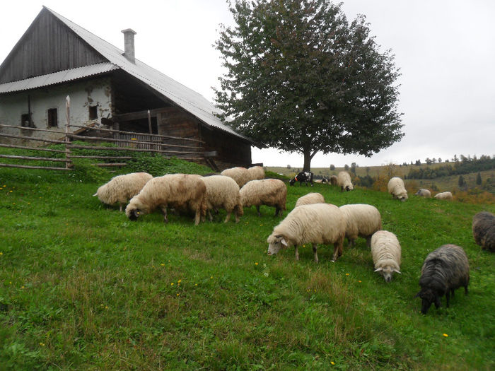 SAM_3887 - toamna anului2013