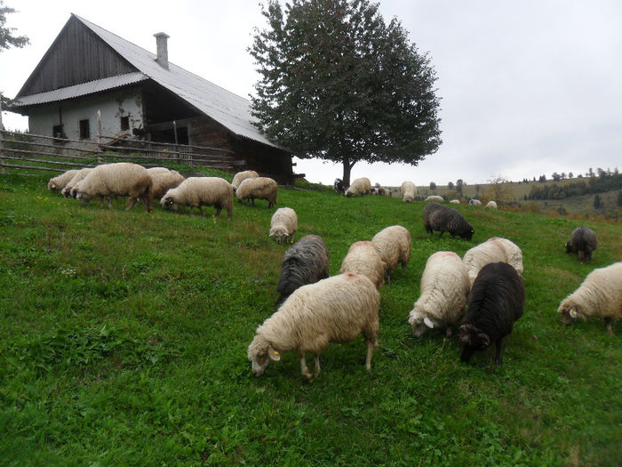 SAM_3888 - toamna anului2013