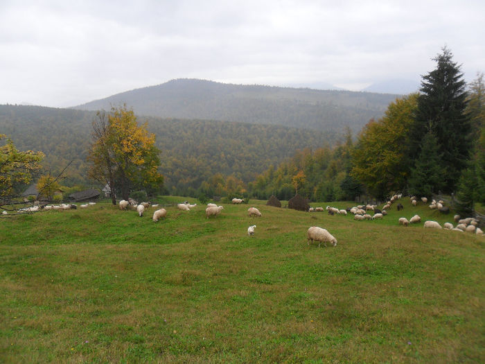 SAM_3889 - toamna anului2013