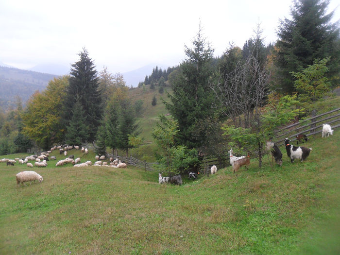 SAM_3890 - toamna anului2013