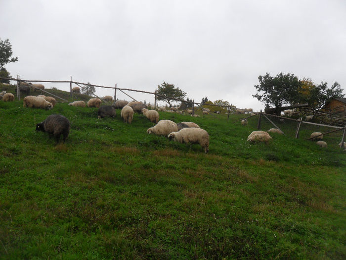 SAM_3892 - toamna anului2013