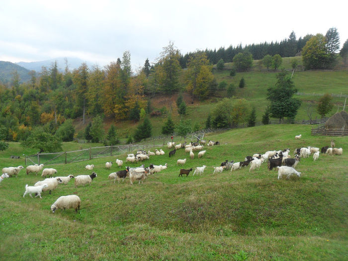 SAM_3894 - toamna anului2013