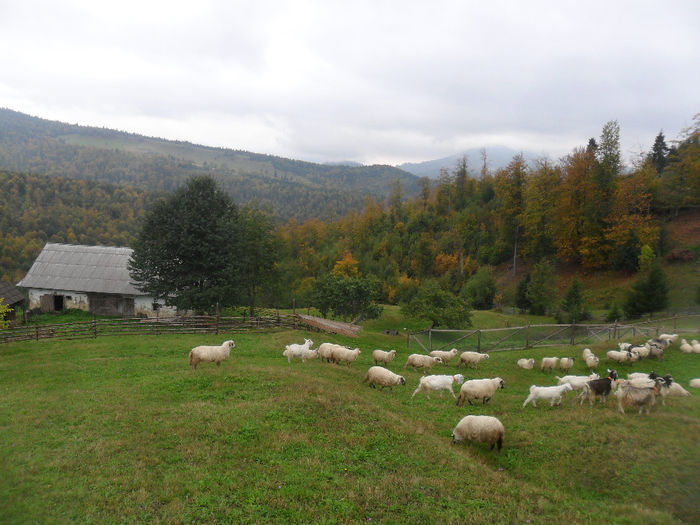 SAM_3895 - toamna anului2013