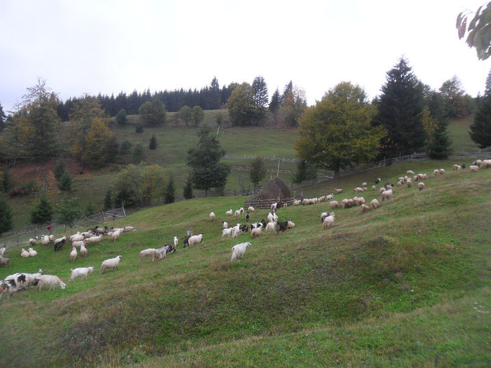 SAM_3896 - toamna anului2013