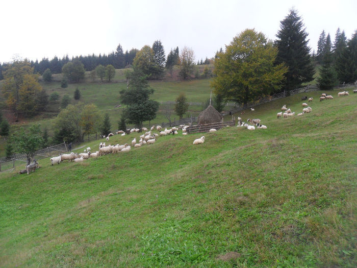 SAM_3898 - toamna anului2013