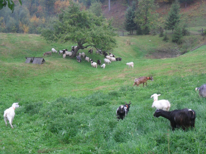 SAM_3899 - toamna anului2013