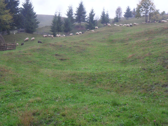 SAM_3901 - toamna anului2013