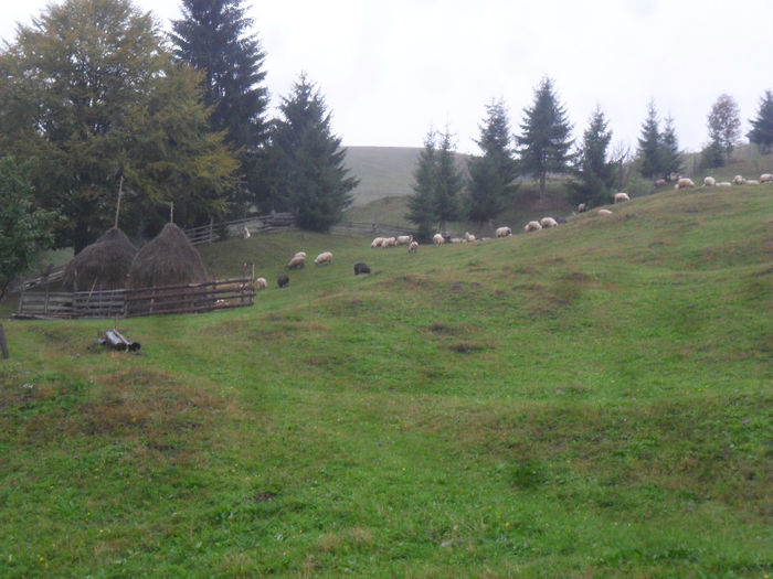 SAM_3902 - toamna anului2013