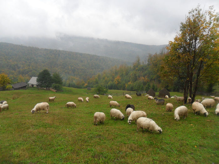 SAM_3904 - toamna anului2013