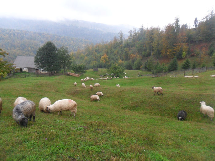 SAM_3905 - toamna anului2013