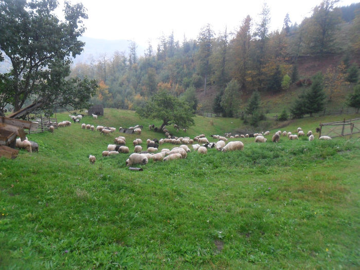 SAM_3906 - toamna anului2013