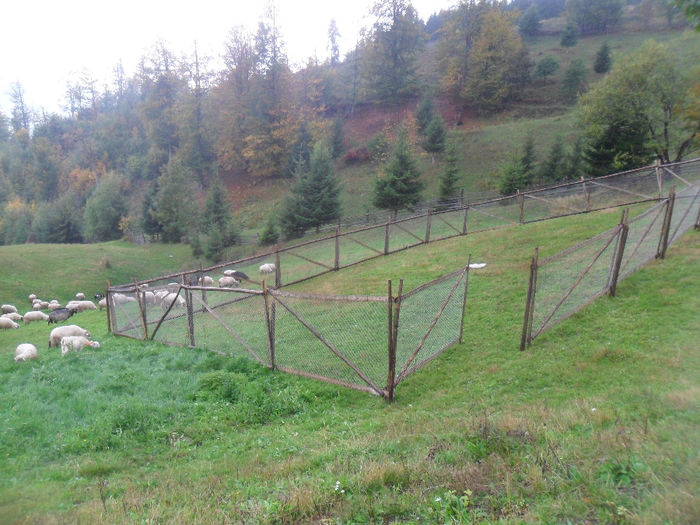 SAM_3909 - toamna anului2013