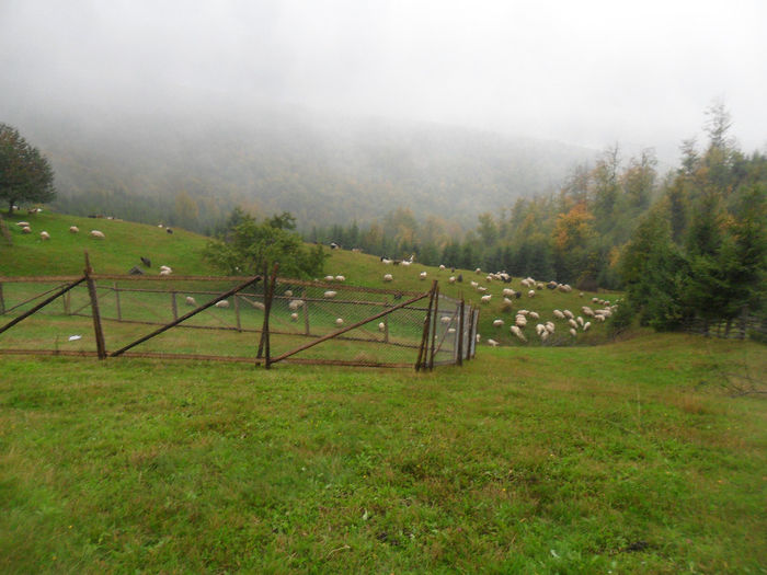 SAM_3913 - toamna anului2013