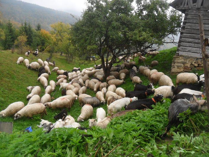 SAM_3915 - toamna anului2013