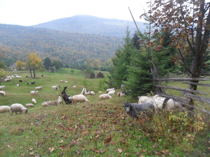 SAM_3924 - toamna anului2013