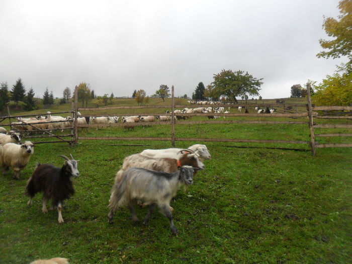 SAM_3928 - toamna anului2013