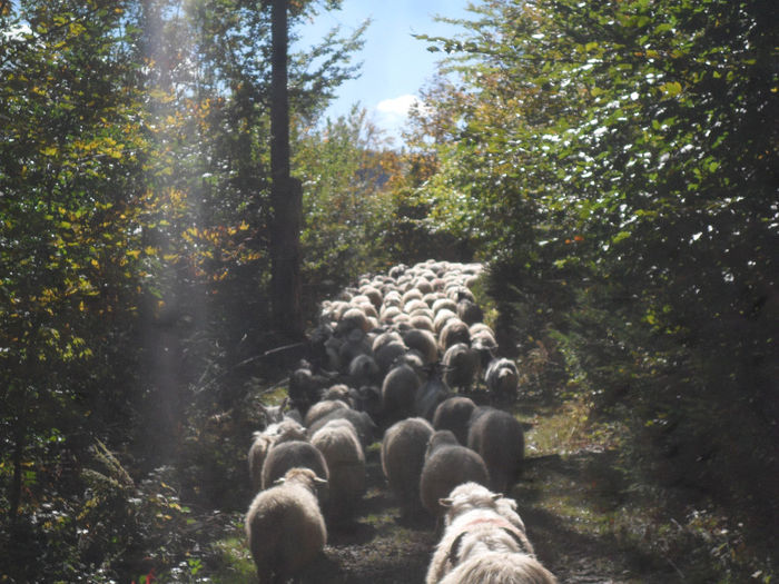 SAM_3930 - toamna anului2013