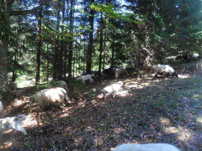 SAM_3935 - toamna anului2013
