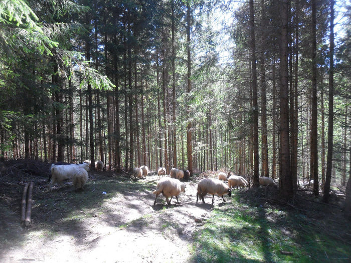 SAM_3937 - toamna anului2013