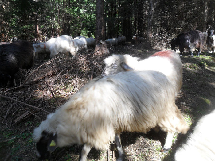 SAM_3938 - toamna anului2013
