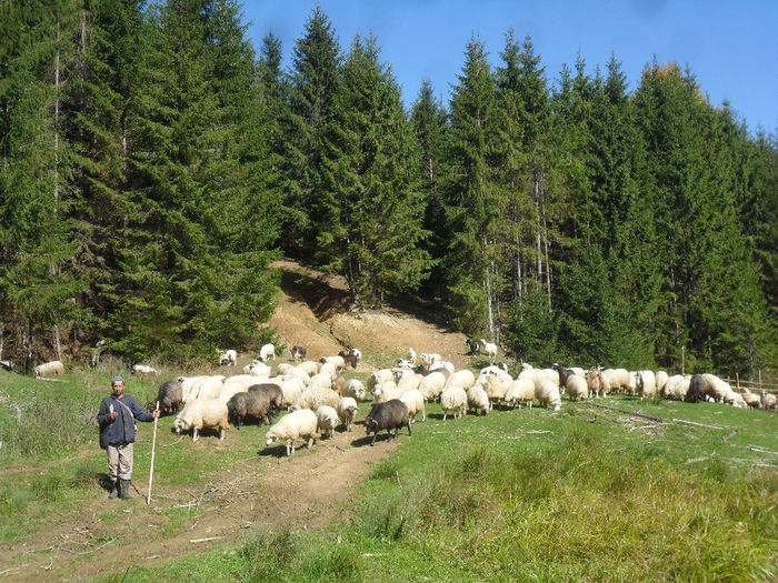 SAM_3944 - toamna anului2013