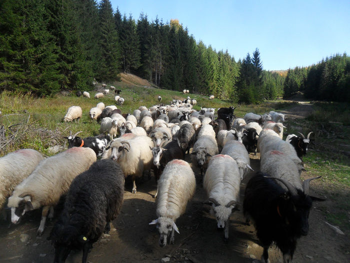 SAM_3946 - toamna anului2013