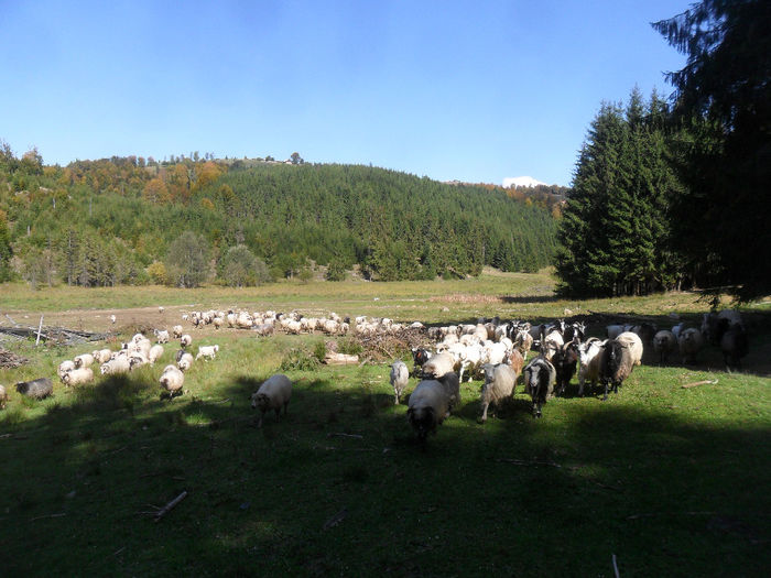 SAM_3950 - toamna anului2013