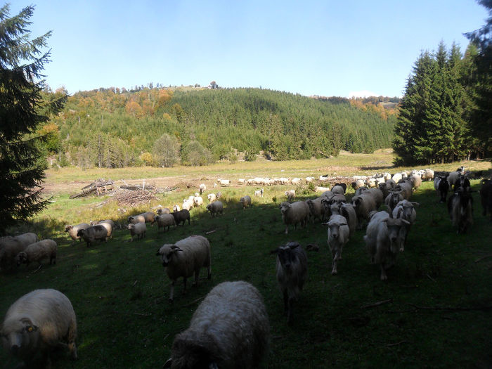 SAM_3951 - toamna anului2013