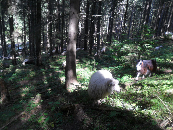 SAM_3952 - toamna anului2013