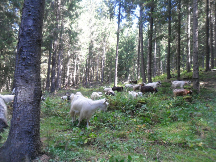 SAM_3955 - toamna anului2013
