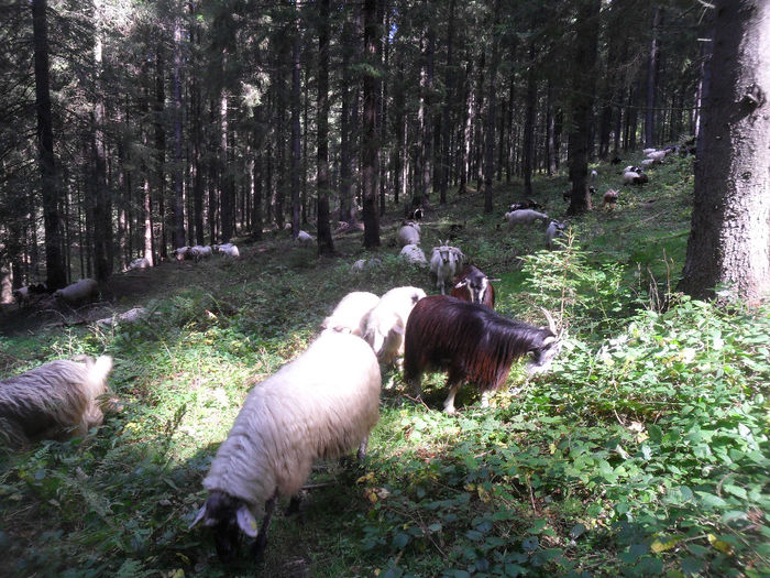 SAM_3956 - toamna anului2013
