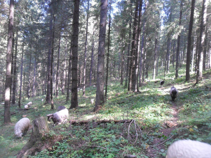 SAM_3958 - toamna anului2013